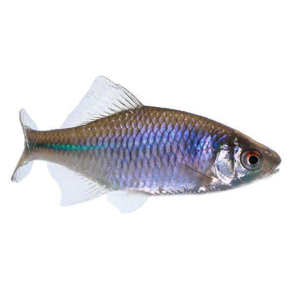 Bitterling, Biotopfisch, Teichfisch