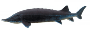 Beluga (Europäischer Hausen) Stör Fisch, Teichfisch