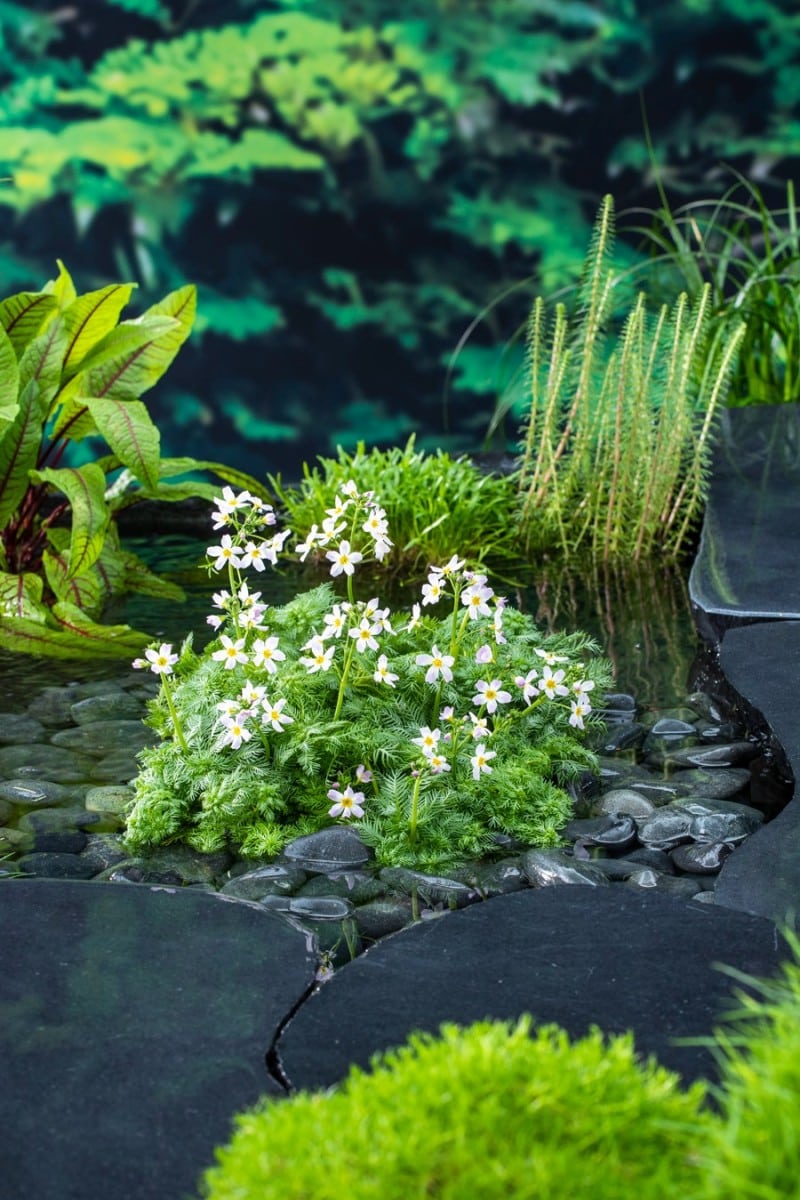 Eidechsenschwanz (HOUTTUYNIA CORDATA) Ausverkauft