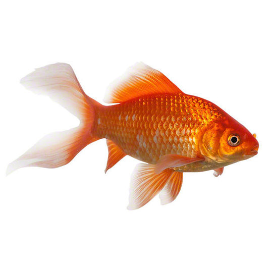 Goldfisch, Zierfisch für Teich