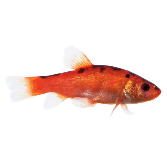 Goldschleie Zierfisch für Teich