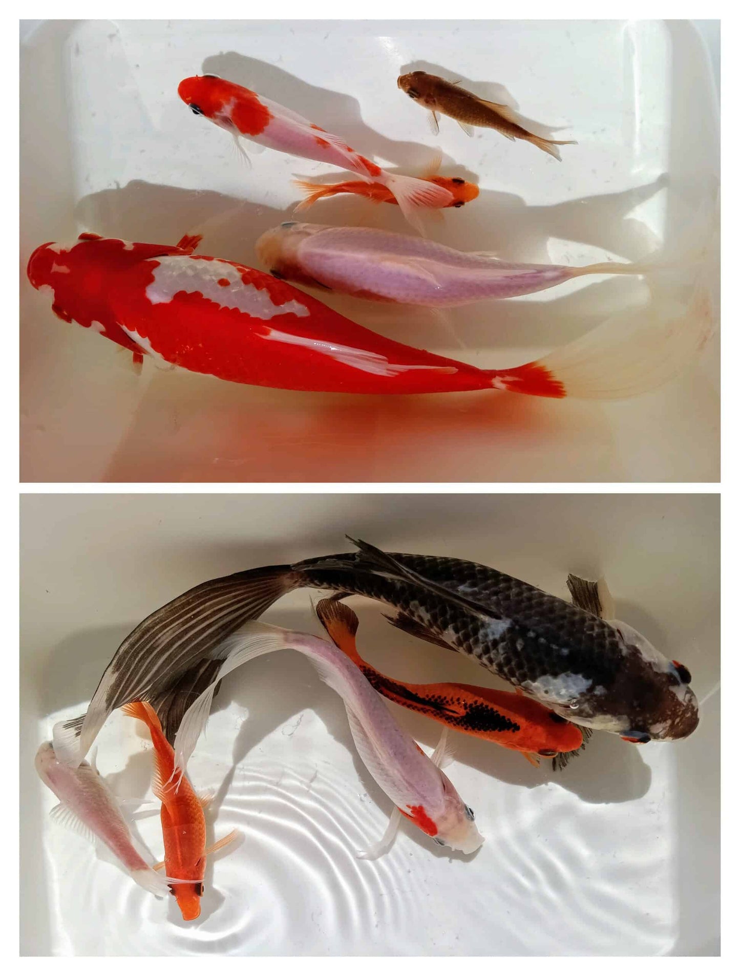 Goldfisch Überraschungs-Päckli à 5 Stück / bunt gemixt in unterschiedlichen Grössen