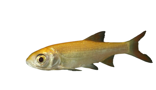 Goldorfen, Fisch, Teichfisch