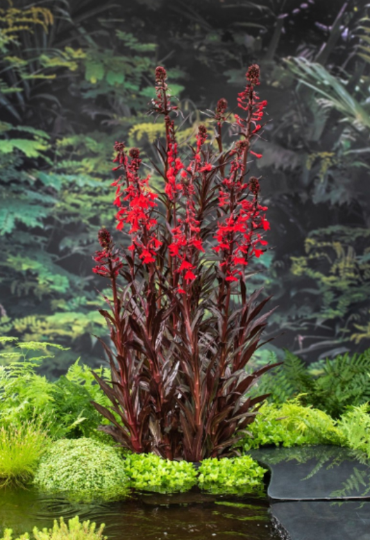 Teichpflanzen Spindelstrauch Lobelia cardinalis rot - Sumpfpflanze, Uferpflanze,