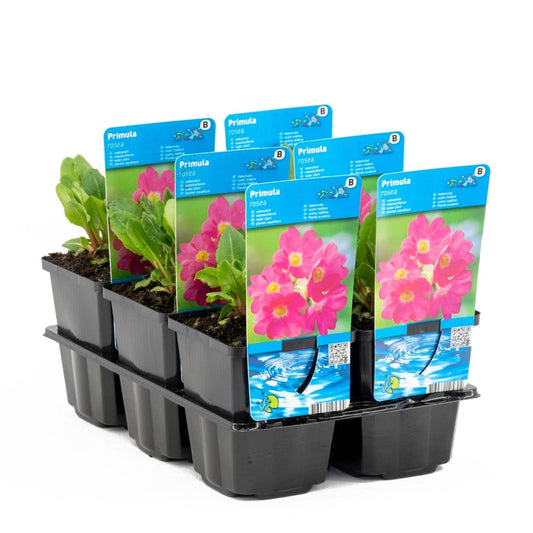 Rosen-Primel (Sumpf-Primel) Ausverkauft