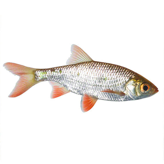 Rotfeder, Zierfisch für Teich