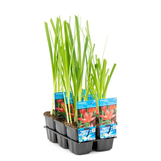 Spaltgriffel 'Major' (Ausverkauft)