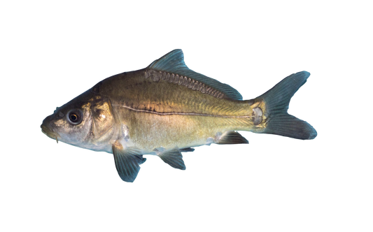 Spiegelkarpfen, Fisch, Teichfisch