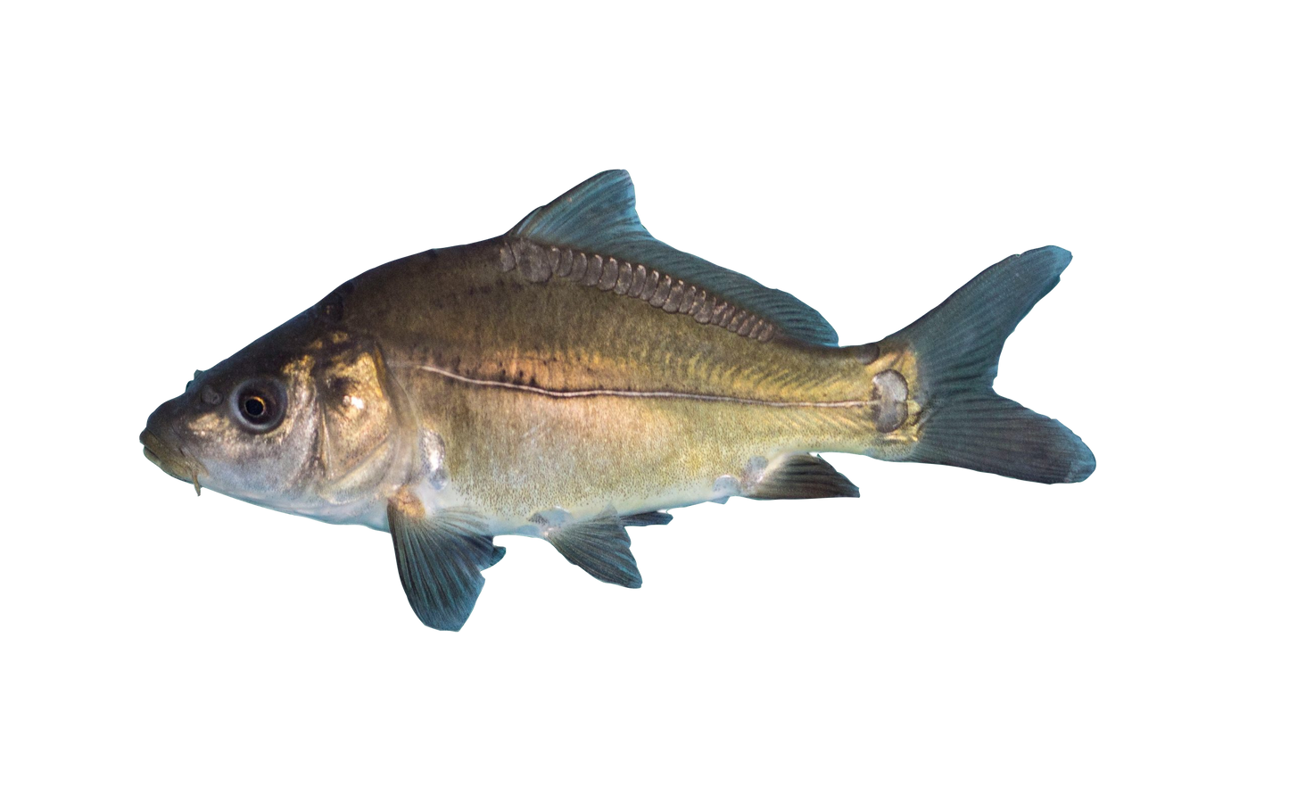 Spiegelkarpfen, Fisch, Teichfisch