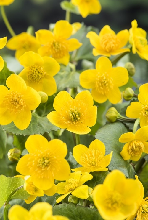 gelbe Sumpfdotterblume Caltha palustris, Teichpflanze