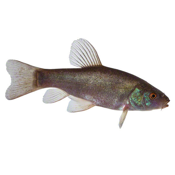 Schleie, Teichfisch, Fische für den Teich