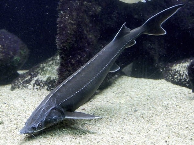Sturlet couleur naturelle env. 50 - 60 cm issu de l'aquaculture européenne