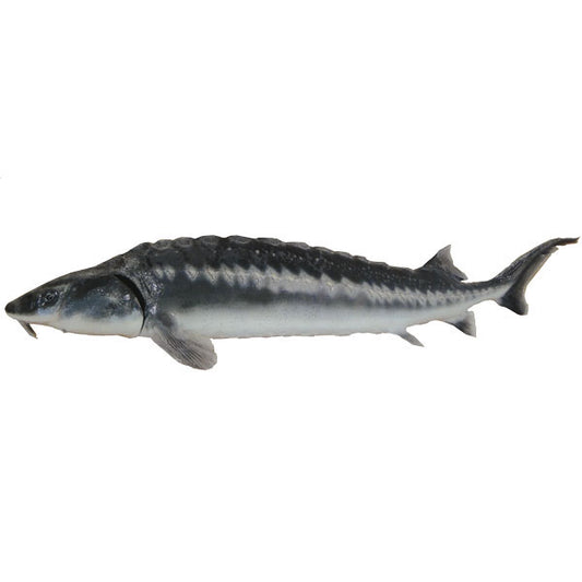 Waxdick Stör, Teichprofi, Teichfisch