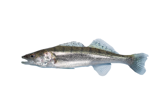Zander, Fisch, Teichfisch