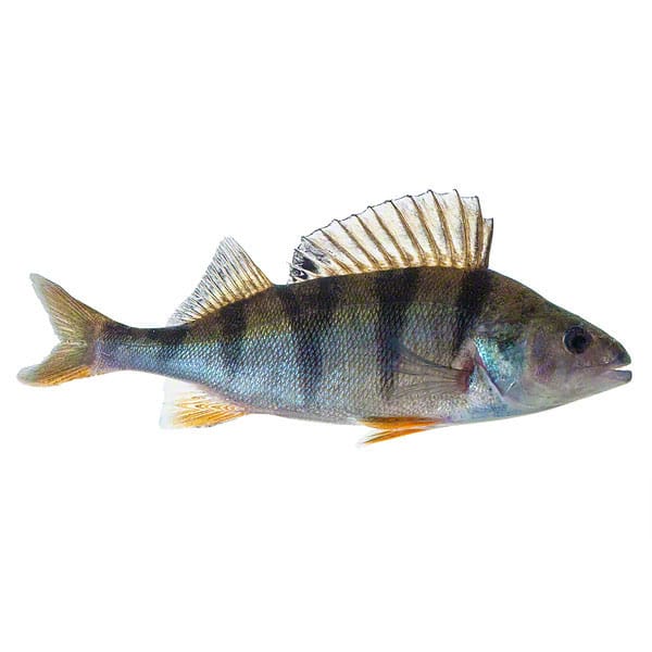 Flussbarsch (Egli) ca. 6-9cm