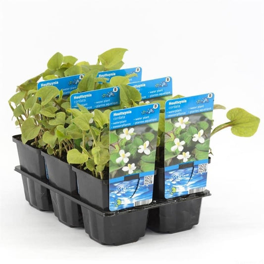 Eidechsenschwanz (HOUTTUYNIA CORDATA) Ausverkauft