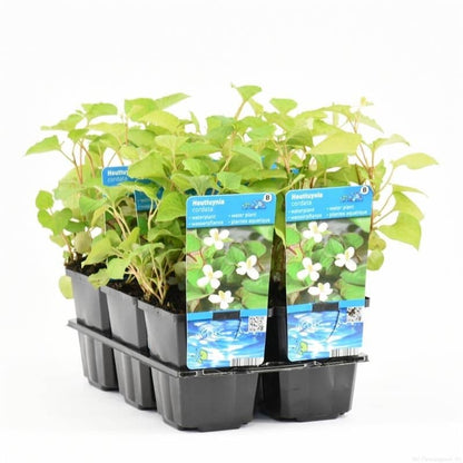 Eidechsenschwanz (HOUTTUYNIA CORDATA) Ausverkauft