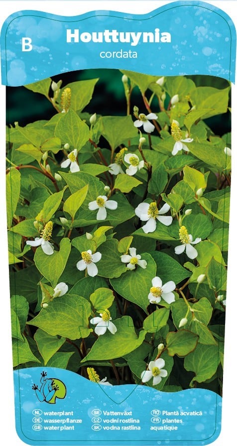 Eidechsenschwanz (HOUTTUYNIA CORDATA) Ausverkauft