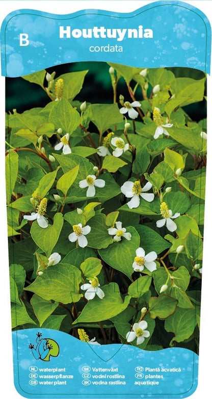 Eidechsenschwanz (HOUTTUYNIA CORDATA) Ausverkauft