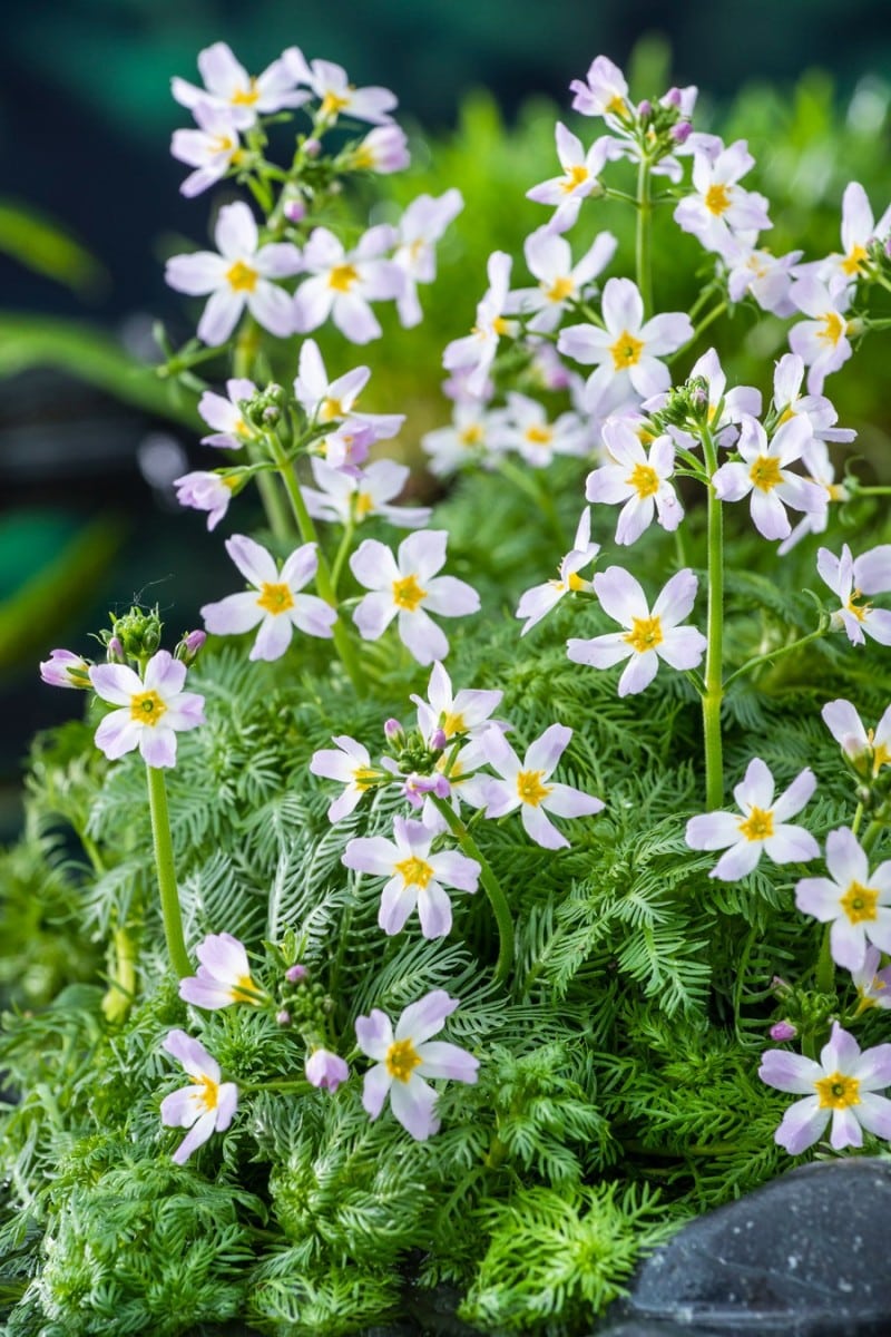 Eidechsenschwanz (HOUTTUYNIA CORDATA) Ausverkauft