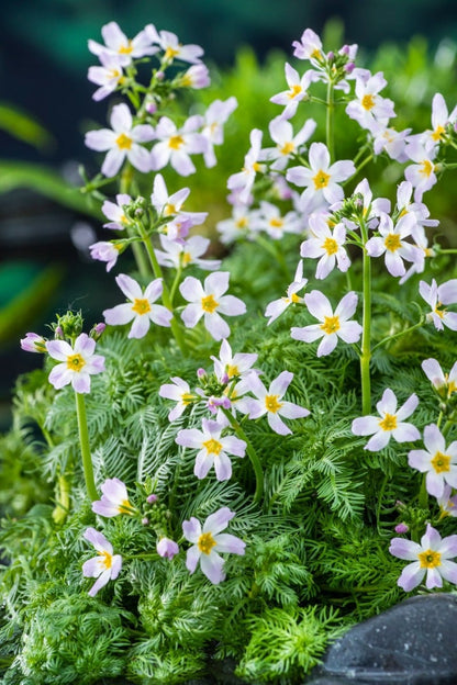 Eidechsenschwanz (HOUTTUYNIA CORDATA) Ausverkauft