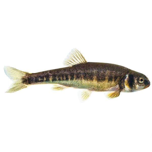 Elritzen, Zierfisch für Teich
