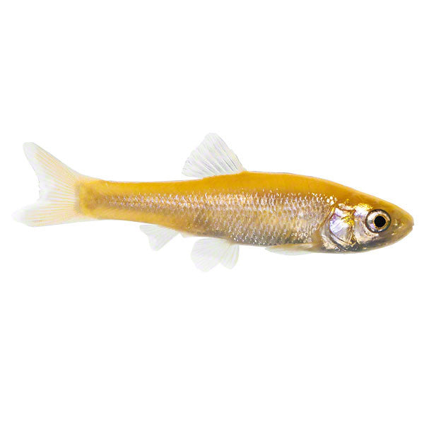 Goldelritze, Zierfisch für Teich