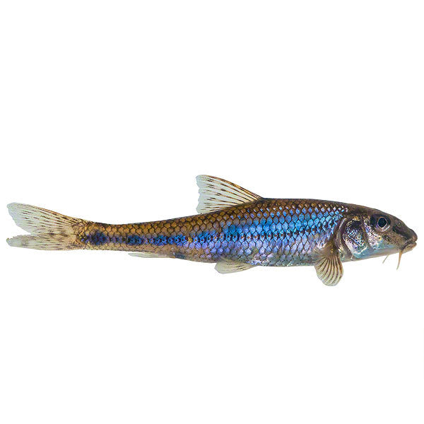 Gründling, Zierfisch für Teich
