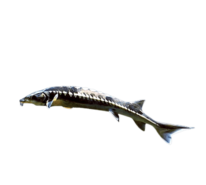 Glattdick Stör, Teichfisch, Teichprofi, Schweiz