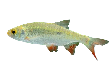 Goldrotfeder, Teichfisch
