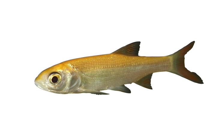 Goldorfen, Fisch, Teichfisch