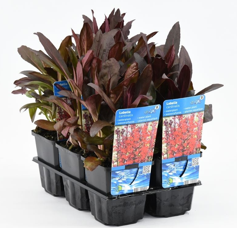 Spindelstrauch Lobelia cardinalis rot - Sumpfpflanze, Uferpflanze, Teichpflanze