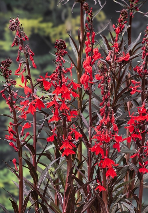 Teichpflanze Spindelstrauch Lobelia cardinalis rot - Sumpfpflanze, Uferpflanze,