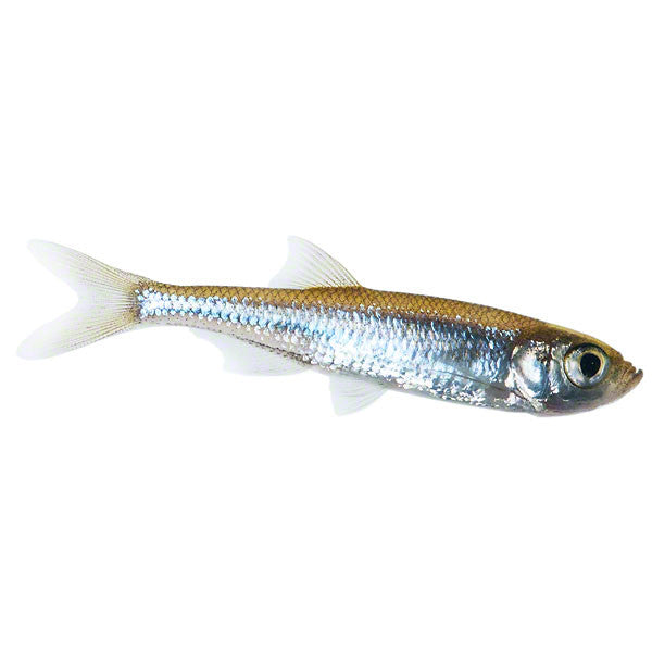 Moderlischen, Zierfisch für Teich