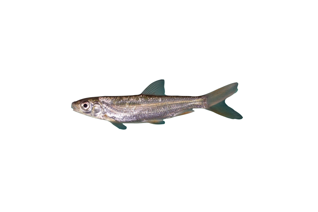 Nase, Fisch, Teichfisch