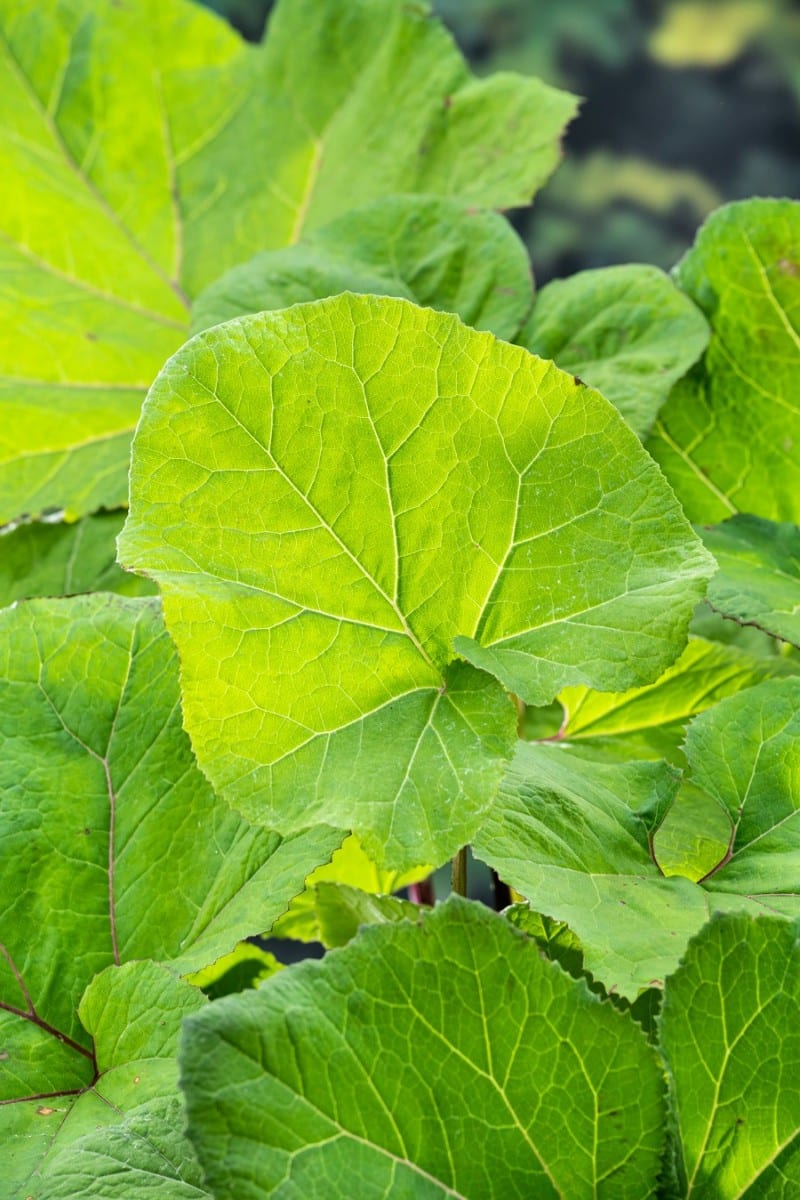 Gewöhnliche Pestwurz (Heilpflanze) (Ausverkauft)