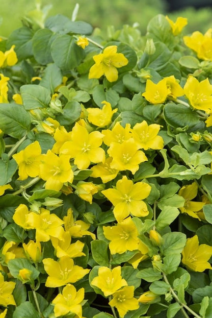 Gelbes Pfennigkraut (Ausverkauft)