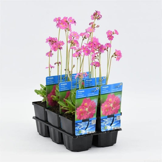 Rosen-Primel (Sumpf-Primel) Ausverkauft
