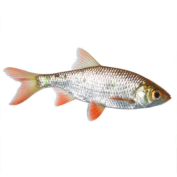 Rotfeder, Zierfisch für Teich