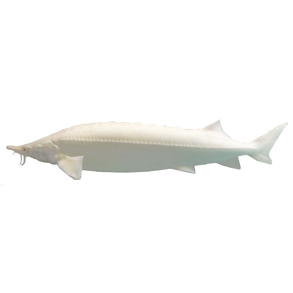 Sterlet, Albino Stör, Zierfisch für Teich