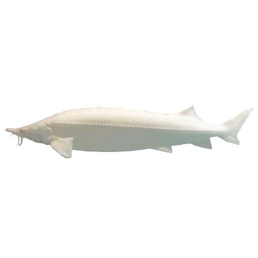 Sterlet, Albino Stör, Zierfisch für Teich