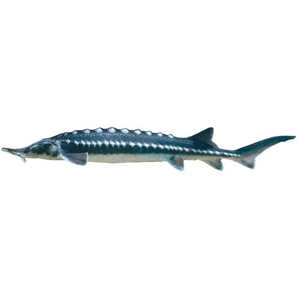 Sternhausen Stör, Zierfisch für Teich