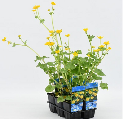 Sumpfdotterblume Caltha palustris gelb, Teichpflanze