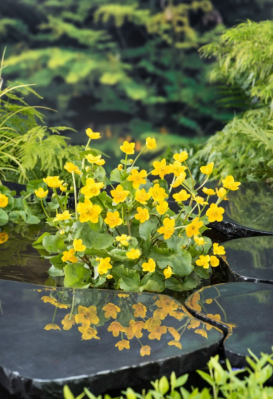 Sumpfdotterblume Caltha palustris, gelb, Teichpflanze