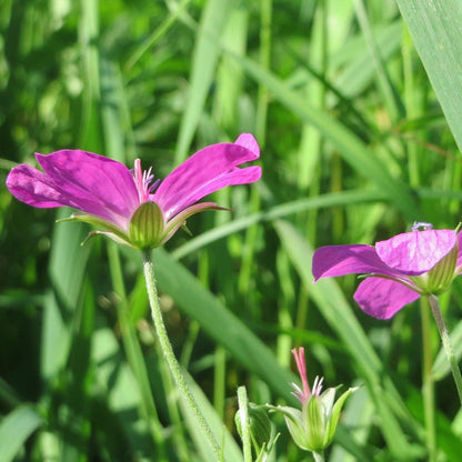 SUMPFSTORCHSCHNABEL (Ausverkauft)