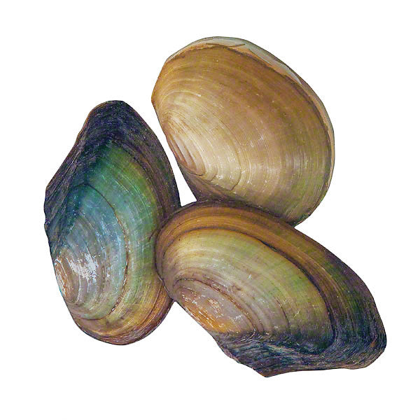 Teichmuscheln, Goldfische und anderes, Teichfische, Fische, Teichprofi