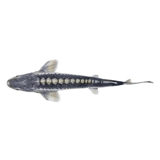 Waxdick Diamant Stör 50-60 cm