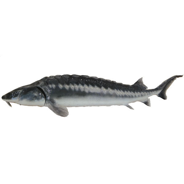 Waxdick Stör, Teichprofi, Teichfisch
