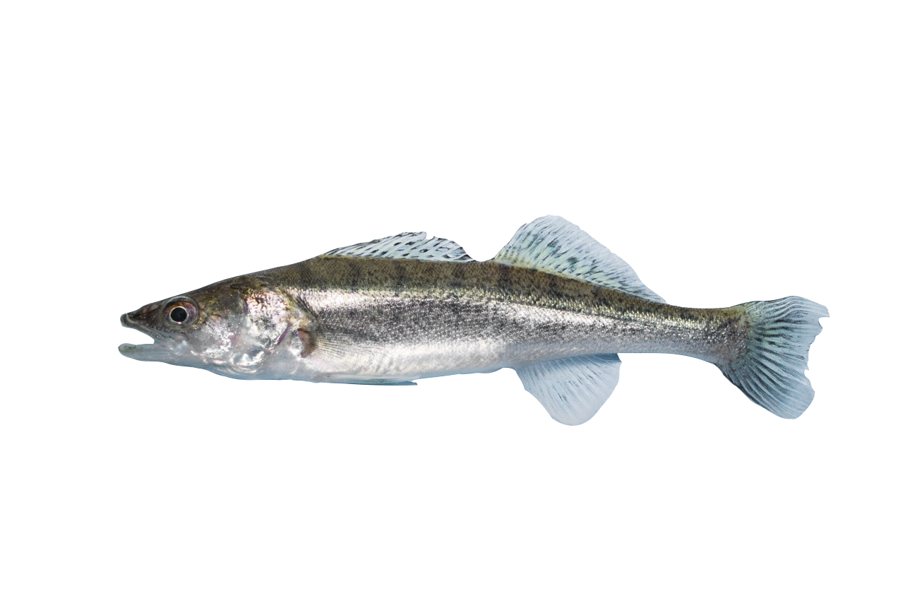 Zander, Fisch, Teichfisch